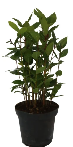 HORTI-FLANDRE - Laurier sauce laurus nobilis pot 14 cm