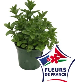 HORTI-FLANDRE - Menthe marocaine pot 14 cm
