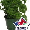HORTI-FLANDRE - Persil frise pot 14 cm