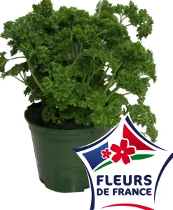 HORTI-FLANDRE - Persil frise pot 14 cm