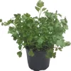 HORTI-FLANDRE - Persil plat pot 14 cm