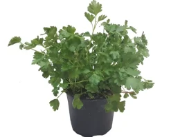HORTI-FLANDRE - Persil plat pot 14 cm