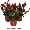 HORTI-FLANDRE - Photinia little red robin p10.5cm