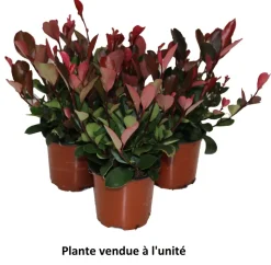 HORTI-FLANDRE - Photinia little red robin p10.5cm