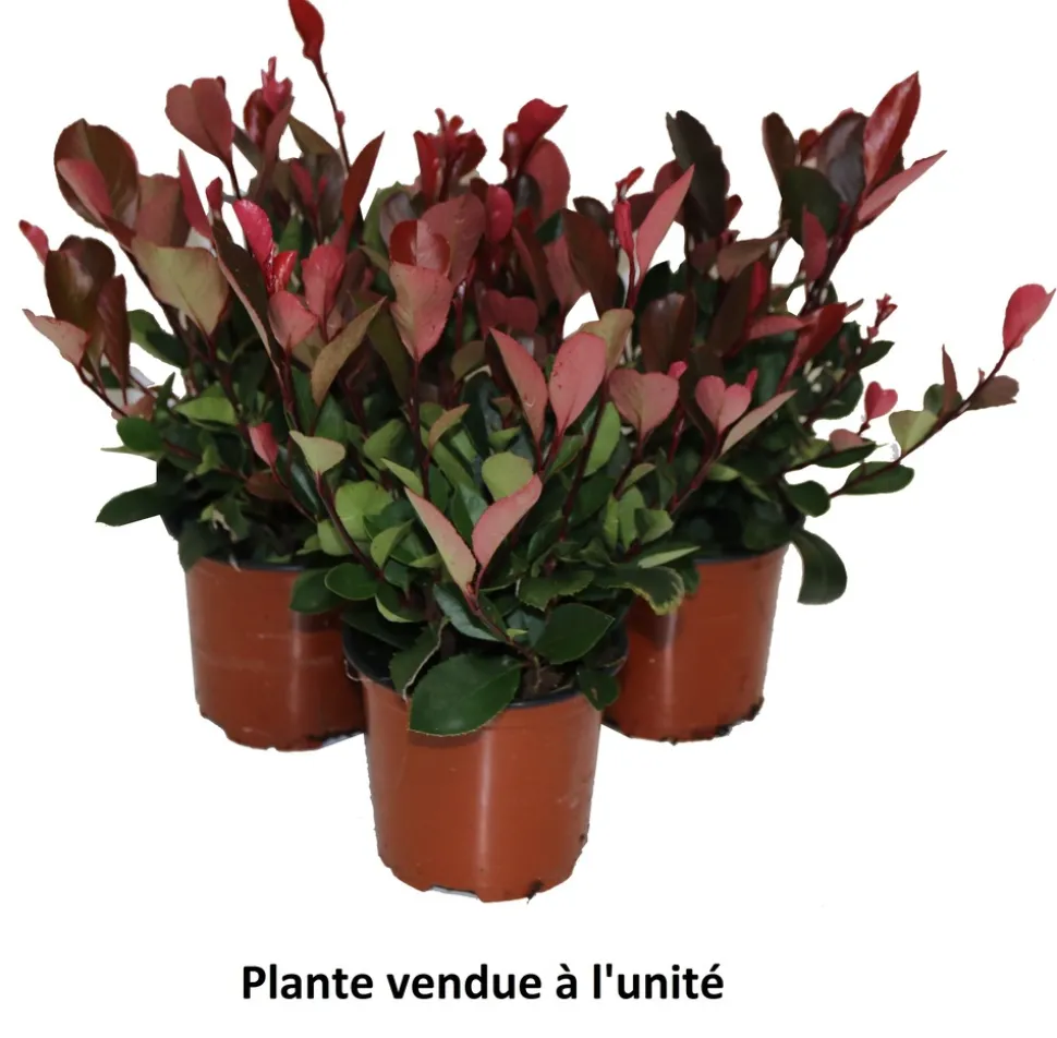 HORTI-FLANDRE - Photinia little red robin p10.5cm
