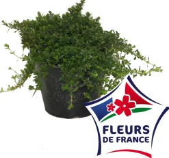 HORTI-FLANDRE - Sarriette vivace pot 14 cm