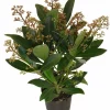 HORTI-FLANDRE - Skimmia pot 10,5 cm 3 - 5 fleurs