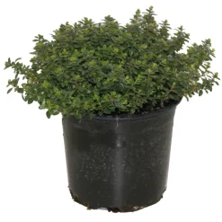 HORTI-FLANDRE - Thym citron pot 14 cm