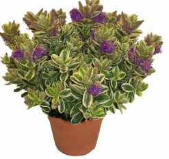 HORTI-FLANDRE - Veronique panachée p18cm