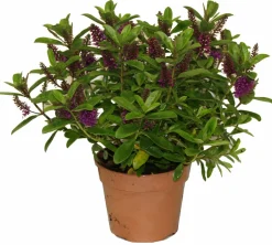 HORTI-FLANDRE - Veronique violette p18cm