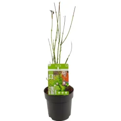 JARDINTROPIC - Acer palm. 'going green'® une variante:paume d'acer. 'passer au vert'® - ?20cm - ø13cm