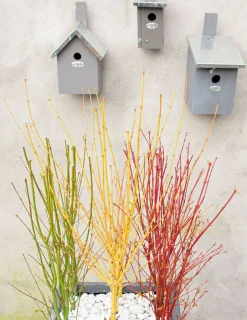 JARDINTROPIC - Acer palm. 'going green'® une variante:paume d'acer. 'pas vert'® - ?30cm - ø15cm