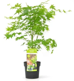 JARDINTROPIC - Acer palm. 'going green'® une variante:paume d'acer. 'pas vert'® - ?30cm - ø15cm
