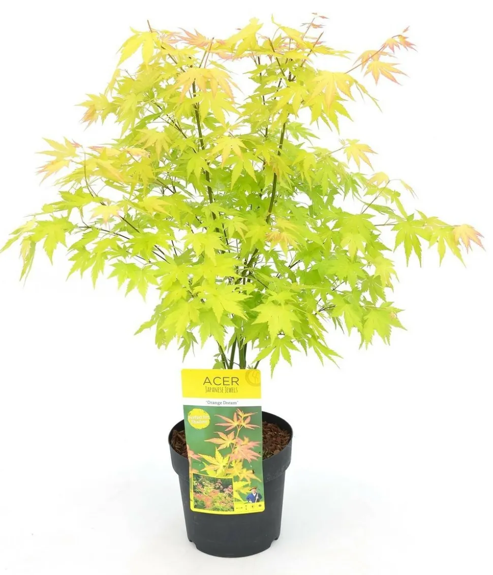 JARDINTROPIC - Acer palm. 'orange dream' une variante:paume d'acer. 'rêve orange' - ?20cm - ø10,5cm