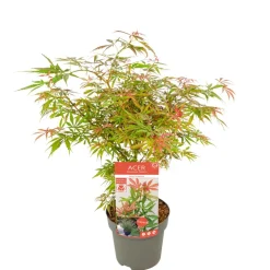 JARDINTROPIC - Acer palm. 'orange dream' une variante:paume d'acer. 'rêve orange' - ?20cm - ø13cm