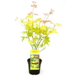 JARDINTROPIC - Acer palm. 'orange dream' une variante:paume d'acer. 'rêve orange' - ?20cm - ø13cm