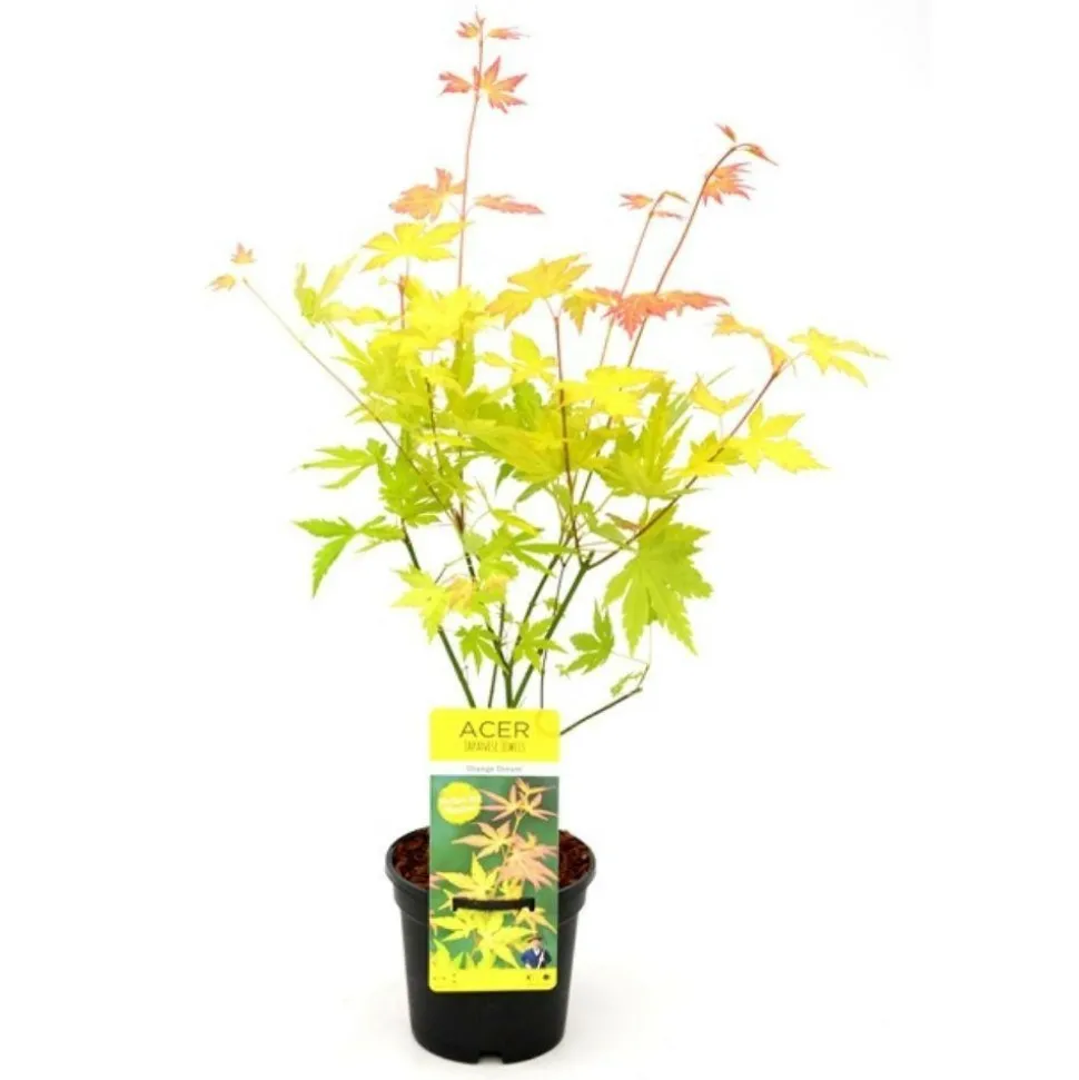 JARDINTROPIC - Acer palm. 'orange dream' une variante:paume d'acer. 'rêve orange' - ?20cm - ø13cm