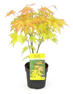 JARDINTROPIC - Acer palm. 'orange dream' une variante:paume d'acer. 'rêve orange' - ?20cm - ø13cm