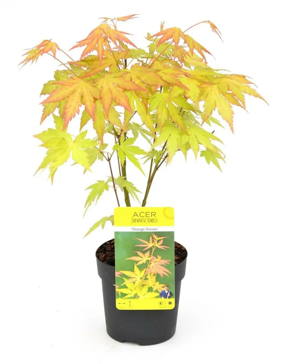 JARDINTROPIC - Acer palm. 'orange dream' une variante:paume d'acer. 'rêve orange' - ?20cm - ø13cm