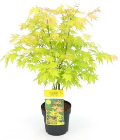 JARDINTROPIC - Acer palm. 'orange dream' une variante:paume d'acer. 'rêve orange' - ?20cm - ø13cm