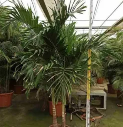 JARDINTROPIC - Adonidia merrillii (veitchia merrillii- palmier de manille) spécimen pot de 80l plusieurs troncs 250-300cm