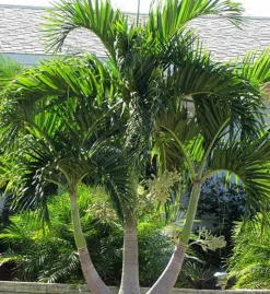 JARDINTROPIC - Adonidia merrillii (veitchia merrillii- palmier de manille) spécimen - pot de 45l tronc unique 225-250cm