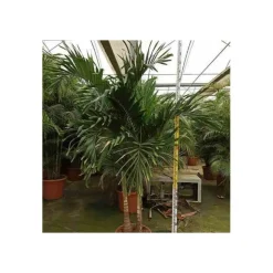 JARDINTROPIC - Adonidia merrillii (veitchia merrillii- palmier de manille) - 50l stipe 120/140cm total 200/250cm