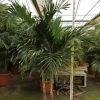JARDINTROPIC - Adonidia merrillii (veitchia merrillii- palmier de manille) spécimen pot de 55l plusieurs troncs 225/250cm