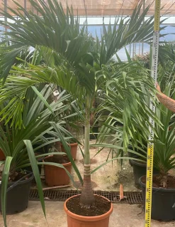 JARDINTROPIC - Adonidia merrillii (veitchia merrillii- palmier de manille) spécimen pot de 55l plusieurs troncs 225/250cm