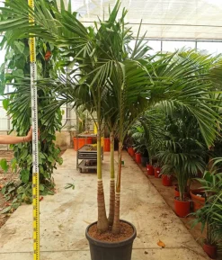 JARDINTROPIC - Adonidia merrillii (veitchia merrillii- palmier de manille) spécimen pot de 55l plusieurs troncs 225/250cm