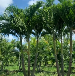 JARDINTROPIC - Adonidia merrillii (veitchia merrillii- palmier de manille) spécimen pot de 30l plusieurs troncs 200/250cm