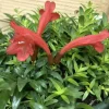 JARDINTROPIC - Aeschynanthus hybride "japhrolepis" pot de 2 litres - 20/60 cm