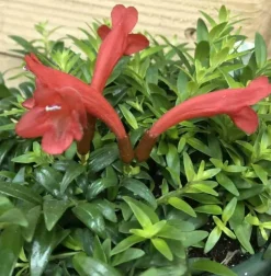 JARDINTROPIC - Aeschynanthus hybride "japhrolepis" pot de 2 litres - 20/60 cm