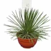 JARDINTROPIC - Agave géminiflora- pot de 45l - 80/100cm