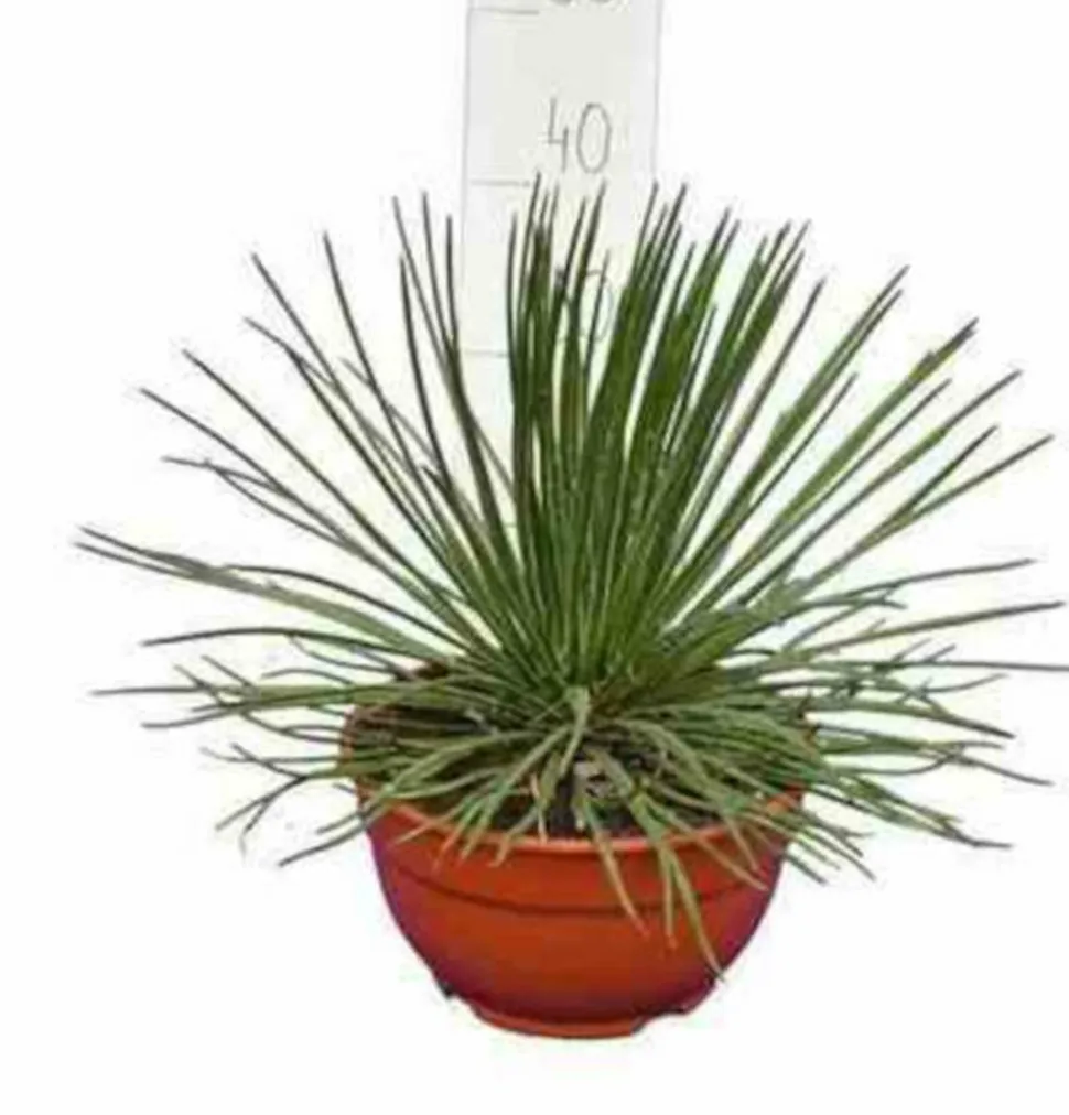 JARDINTROPIC - Agave géminiflora- pot de 45l - 80/100cm
