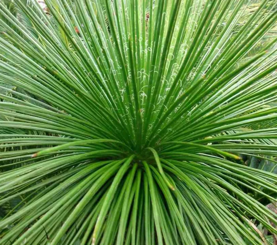 JARDINTROPIC - Agave géminiflora- pot de 45l - 80/100cm