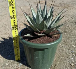 JARDINTROPIC - Agave parryi sp. Parryiet rouge - pot de 20l - 50/60cm