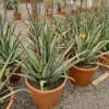 JARDINTROPIC - Aloe vera (syn. A. Barbadensis) pot de 25l - 80/100cm