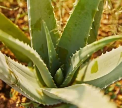 JARDINTROPIC - Aloe vera (syn. A. Barbadensis) pot de 25l - 80/100cm