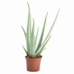 JARDINTROPIC - Aloe vera (syn. A. Barbadensis) pot de 25l - 80/100cm
