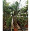 JARDINTROPIC - Archontophoenix alexandrae (palmier royal) pot de 140l - 200/250cm