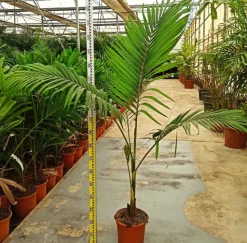 JARDINTROPIC - Archontophoenix alexandrae (palmier royal) pot de 140l - 200/250cm