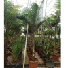 JARDINTROPIC - Archontophoenix alexandrae (palmier royal) spécimen pot de 8l plusieurs troncs 100/125cm