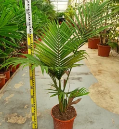 JARDINTROPIC - Archontophoenix alexandrae (palmier royal) spécimen pot de 8l plusieurs troncs 100/125cm