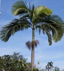 JARDINTROPIC - Archontophoenix alexandrae (palmier royal) spécimen pot de 45l tronc unique 225-250cm