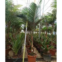 JARDINTROPIC - Archontophoenix alexandrae (palmier royal) pot de 130l plusieurs troncs 200/250cm