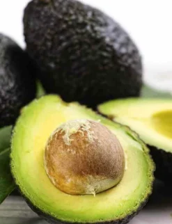 JARDINTROPIC - Avocatier : persea americana var. Bacon adulte (de greffe) pot de 25l - 160/180cm