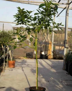 JARDINTROPIC - Avocatier : persea americana var. Hass adulte (de greffe) 130 l. 200-250 cm.per. 030/035 cm.