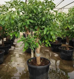 JARDINTROPIC - Avocatier : persea americana var. Hass adulte (de greffe) 130 l. 200-250 cm.per. 030/035 cm.