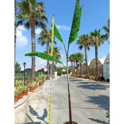 JARDINTROPIC - Bananier musa cheesmanii pot de 25l - 200-225cm